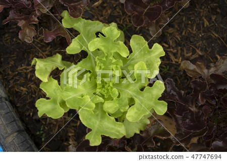 Green oak with red oak plant. Green oak with red oak plant. 47747694