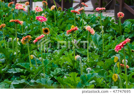 Colorful Chrysanthemum botanic garden green leaf Colorful Chrysanthemum botanic garden green leaf 47747695