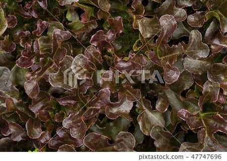 Red oak leaves background. Red oak leaves background. 47747696
