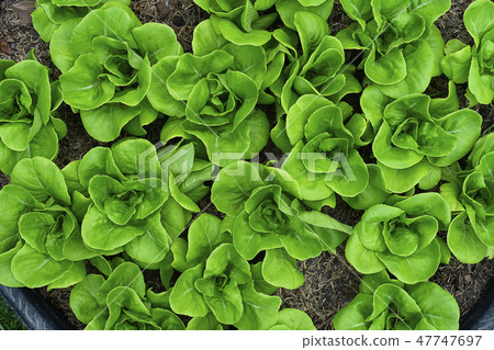 Close up Cos Lettuce plant. Close up Cos Lettuce plant. 47747697