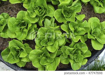 Close up Cos Lettuce plant. Close up Cos Lettuce plant. 47747698