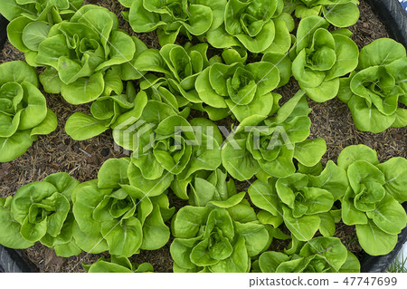 Close up Cos Lettuce plant. 47747699