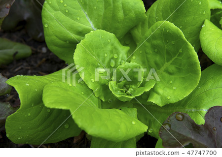 Close up Cos Lettuce plant. Close up Cos Lettuce plant. 47747700