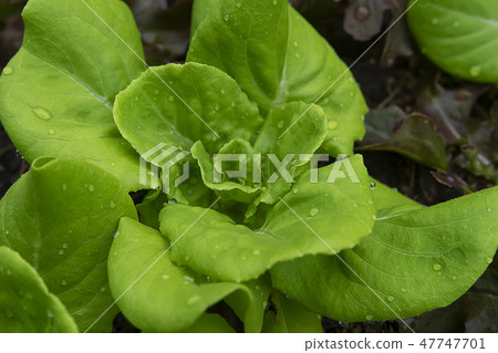 Close up Cos Lettuce plant. 47747701