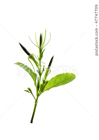 Waterkanon, Watrakanu or Minnieroot seeds 47747709