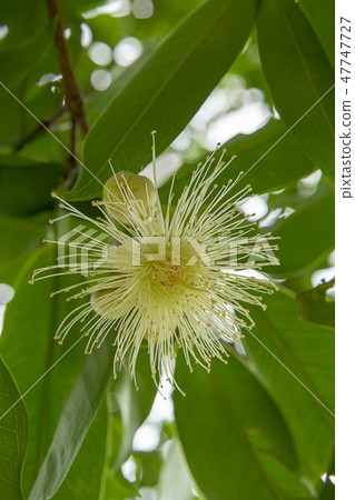 Close up Java apple flower. 47747727