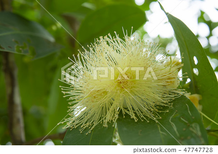 Close up Java apple flower. 47747728