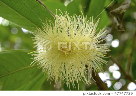 Close up Java apple flower. Close up Java apple flower. 47747729