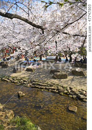 櫻花在東京江戶川區的小松川坂井水上公園 櫻花在東京江戶川區的小松川坂井水上公園 47747803