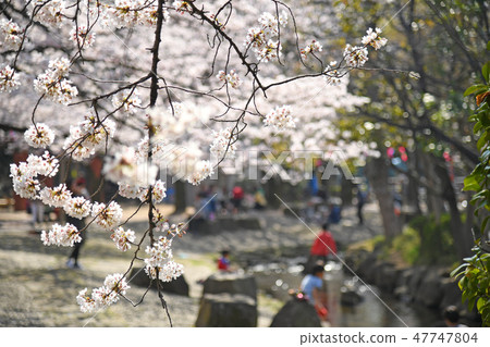 櫻花在東京江戶川區的小松川坂井水上公園 櫻花在東京江戶川區的小松川坂井水上公園 47747804