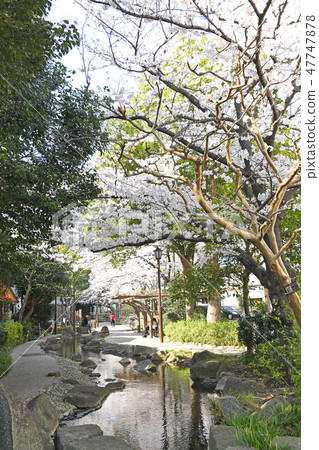 櫻花在東京江戶川區的小松川坂井水上公園 櫻花在東京江戶川區的小松川坂井水上公園 47747878