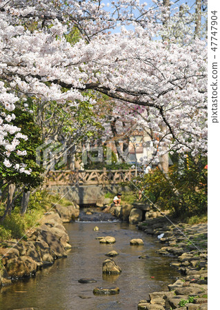 Cherry blossoms at the Komatsugawa Sakai River water park in Edogawa-ku, Tokyo Cherry blossoms at the Komatsugawa Sakai River water park in Edogawa-ku, Tokyo 47747904