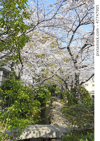 櫻花在東京江戶川區的小松川坂井水上公園 47747905