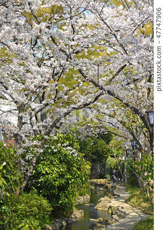 櫻花在東京江戶川區的小松川坂井水上公園 47747906