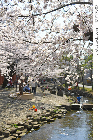 櫻花在東京江戶川區的小松川坂井水上公園 47747907