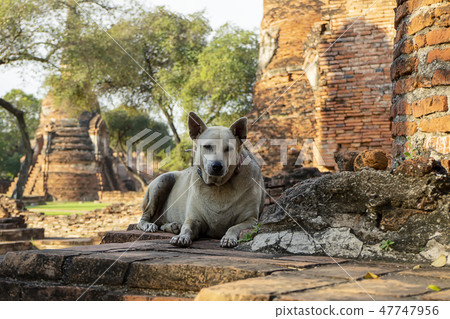 A dog sit on the old brick. 47747956