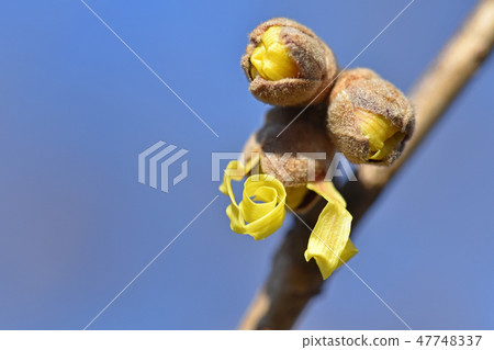 Manxaku（全麥） 47748337