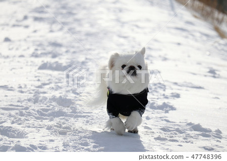 走在雪道的白色Pekingese 47748396