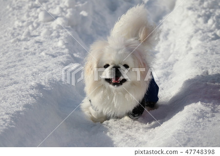 跑在雪的白色Pekingese 47748398
