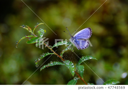 牛蛙（藍色） 47748569