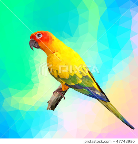 colorful parrot 47748980