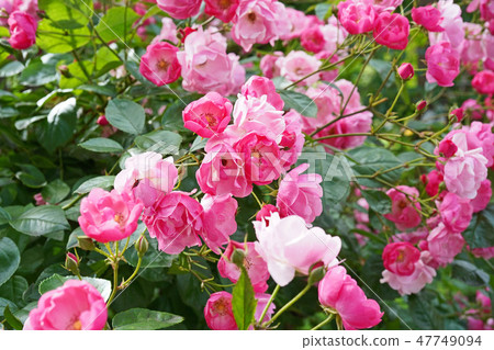 粉紅色的可愛玫瑰,緊緊地綻放在一起 粉紅色的可愛玫瑰,緊緊地綻放在一起 47749094