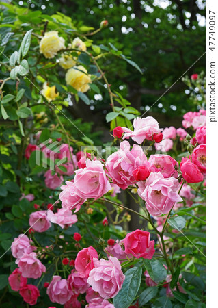Pink lovely rose that tightly bunches in bloom 47749097