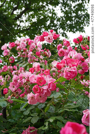 Pink lovely rose that tightly bunches in bloom 47749098