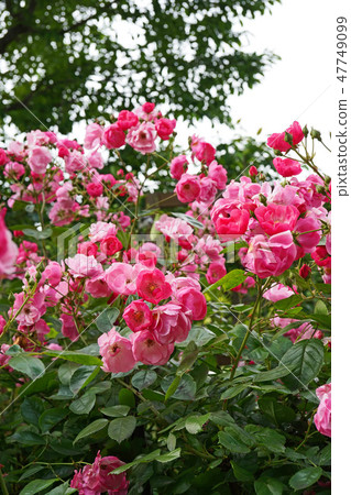 粉紅色的可愛玫瑰,緊緊地綻放在一起 粉紅色的可愛玫瑰,緊緊地綻放在一起 47749099