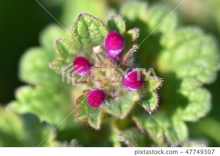 Hotokenosa的芽（佛座） 47749307