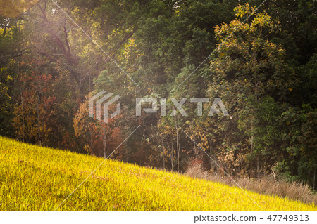 The hill with a complete forest is a beautiful The hill with a complete forest is a beautiful 47749313
