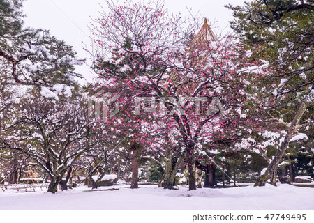 Kenrokuen的雪景 47749495