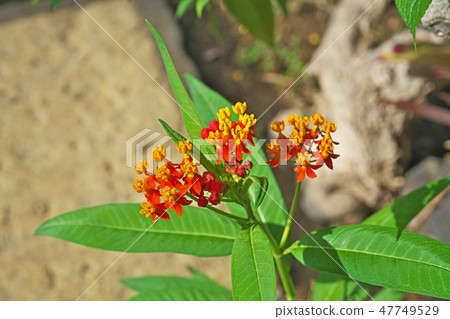 Small flowers of pink and yellow towata Small flowers of pink and yellow towata 47749529