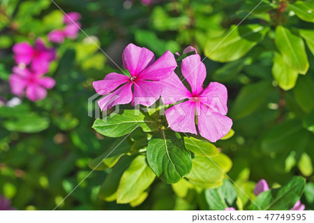 Pink Madagascar periwinkle flowers Pink Madagascar periwinkle flowers 47749595