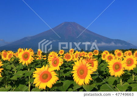 World Heritage Mt. Fuji Sunflower Yamanakako Flower Park Park 47749663