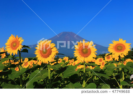 世界遺產富士山嚮日葵山中湖花園公園 47749688