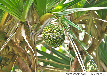 Green fruit fly Green fruit fly 47749752