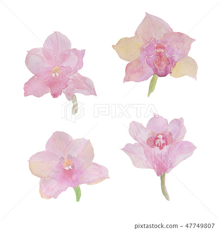 Cymbidium Cymbidium watercolor 47749807