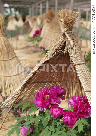 Winter peony flower and Warabotchi Winter peony flower and Warabotchi 47749857