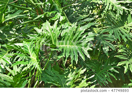 Monstera leaves 47749893