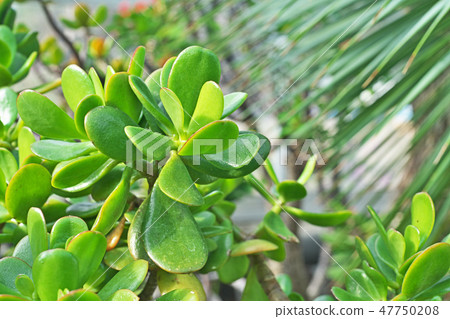 綠色cannel無政府狀態葉子 綠色cannel無政府狀態葉子 47750208