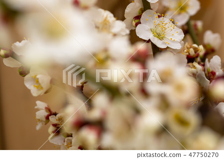 冬至李子 冬至李子 47750270