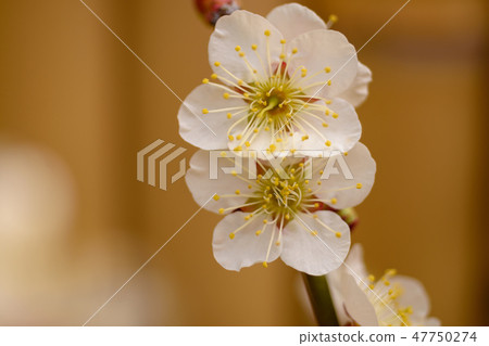 冬至李子 冬至李子 47750274