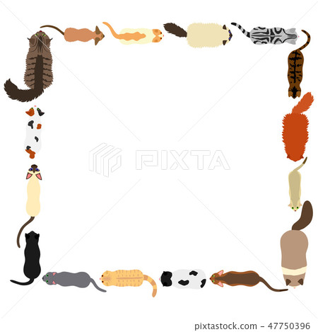 貓方形框架 47750396