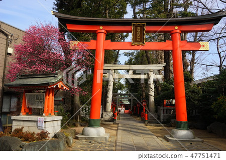 1月Asagaya 09 Mashihashi Inari神社入口和紅梅 1月Asagaya 09 Mashihashi Inari神社入口和紅梅 47751471