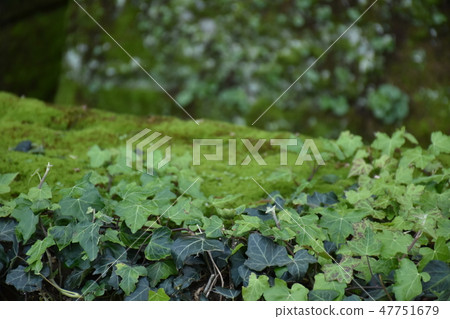 苔蘚遺址 苔蘚遺址 47751679