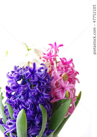 風信花花春天花盆的風信花 47752105