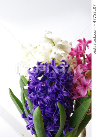Hyacinth flower spring flower potted hyacinth 47752107