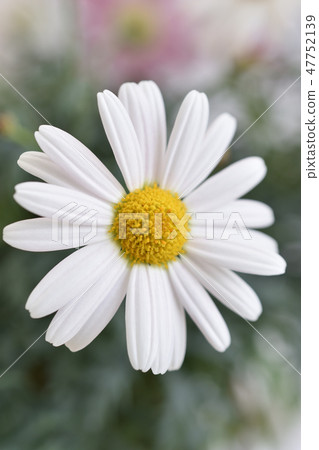 Margaret Margaret 47752139
