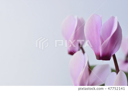 迷你仙客來 47752141